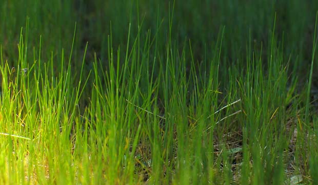 frühlings-grass