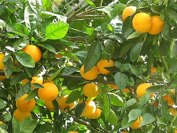 naranjas