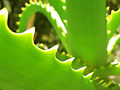 aloe vera