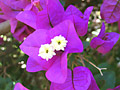 bougainville