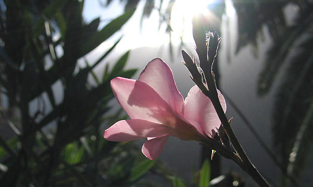 oleander am morgen