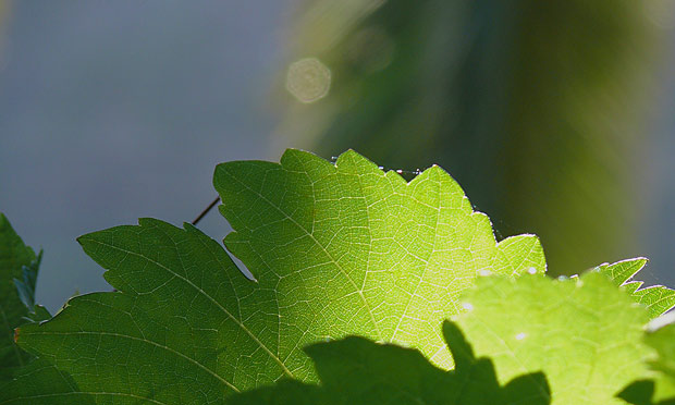 weinblatt