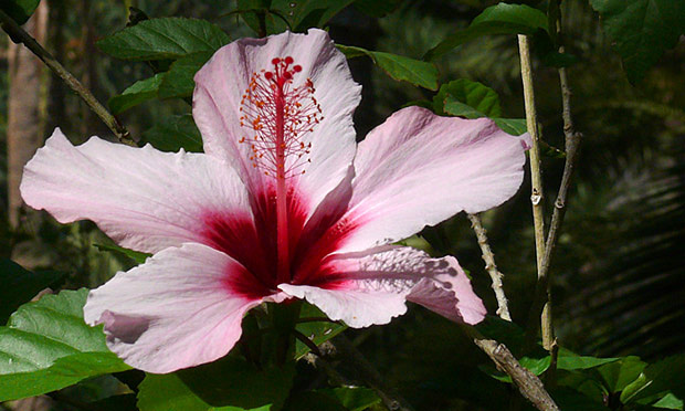 hibiscus